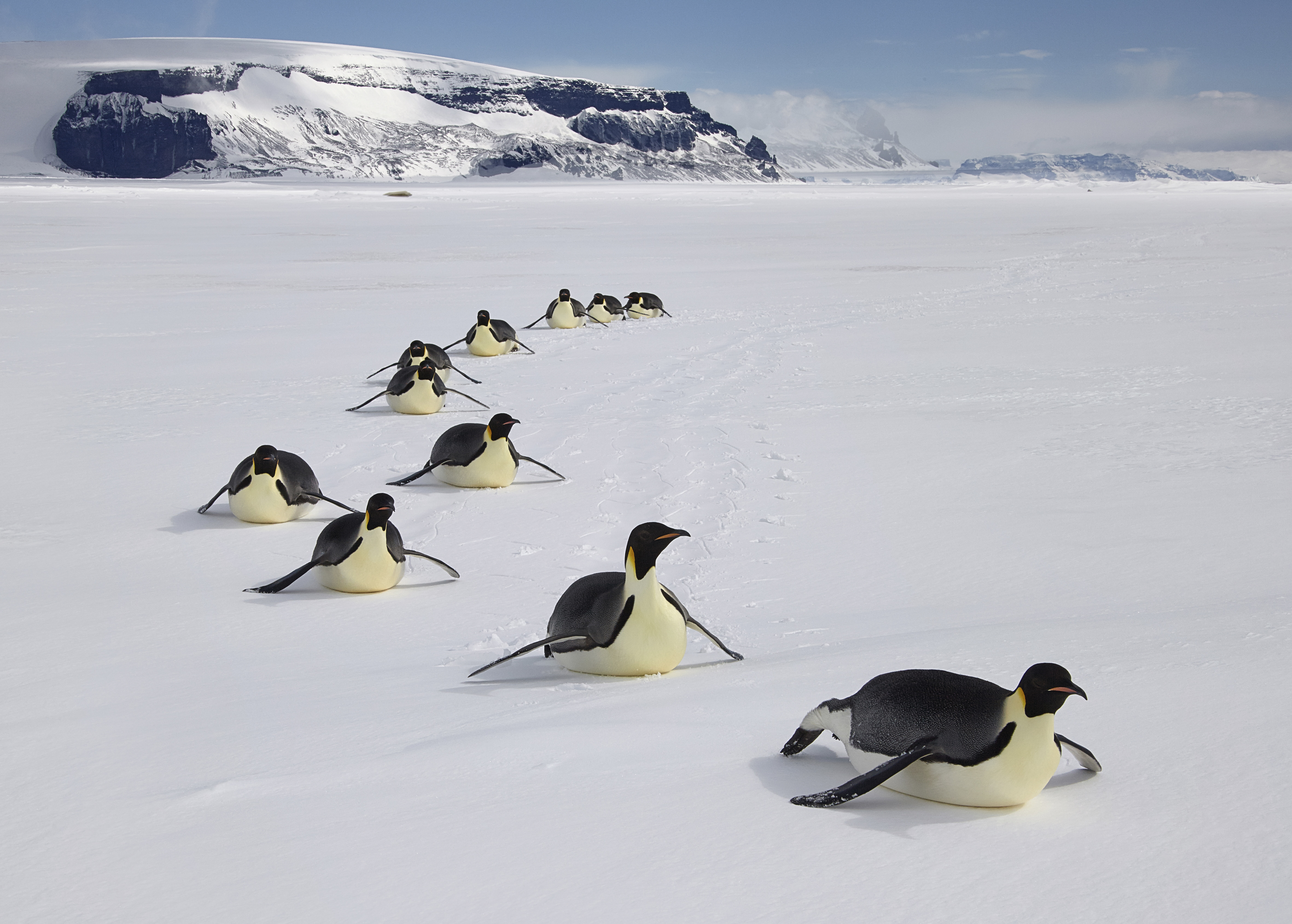 Animals in frozen landscapes
