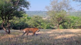 Eye to Eye with the Tiger, from Discovery and Samsung