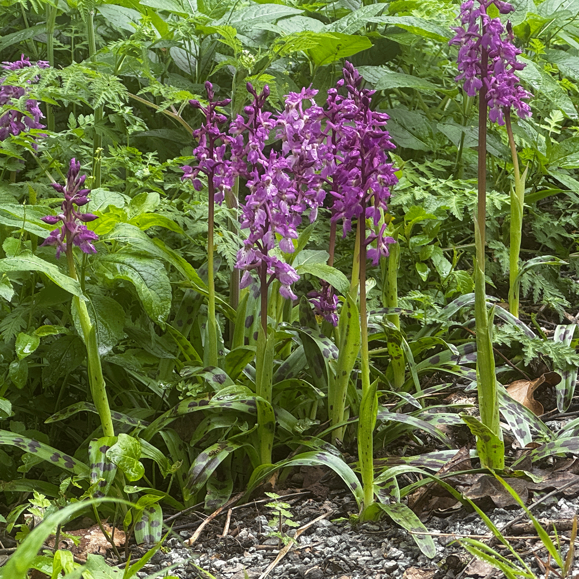 Purple orchids outdoors in the UK