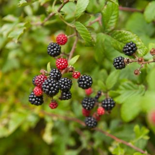 Black and red ripening blackberries