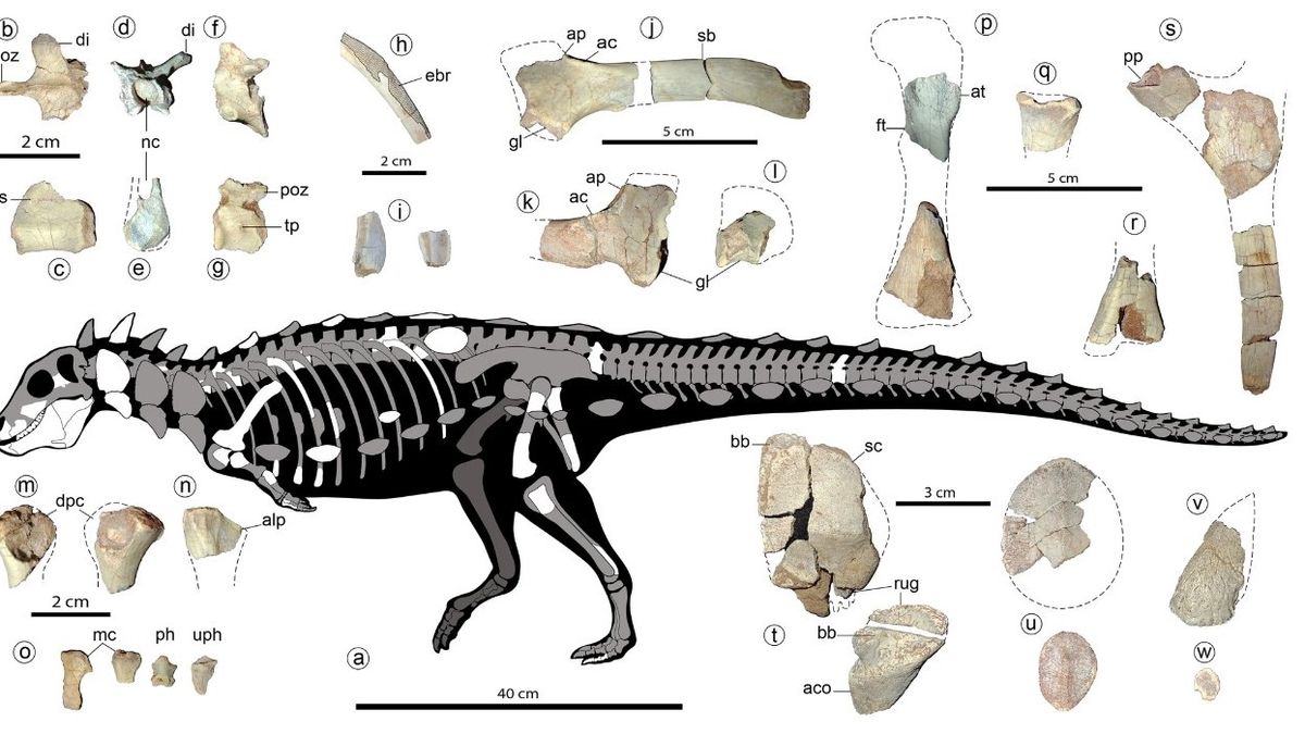 Pequeño dinosaurio espinoso encontrado en América del Sur revela un linaje desconocido