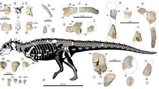 Jakapil Kanikukura, a new species of armored dinosaur from Argentina, weighed as much as a housecat and had a line of armored spikes going down its neck and back.