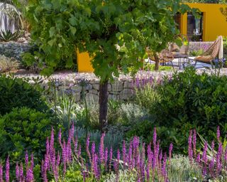 Mediterranean plants Salvia Nemorosa and Grape Vine in summer garden