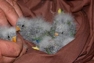 Over 200 Orange-bellied Parrots have been bred in captivity.