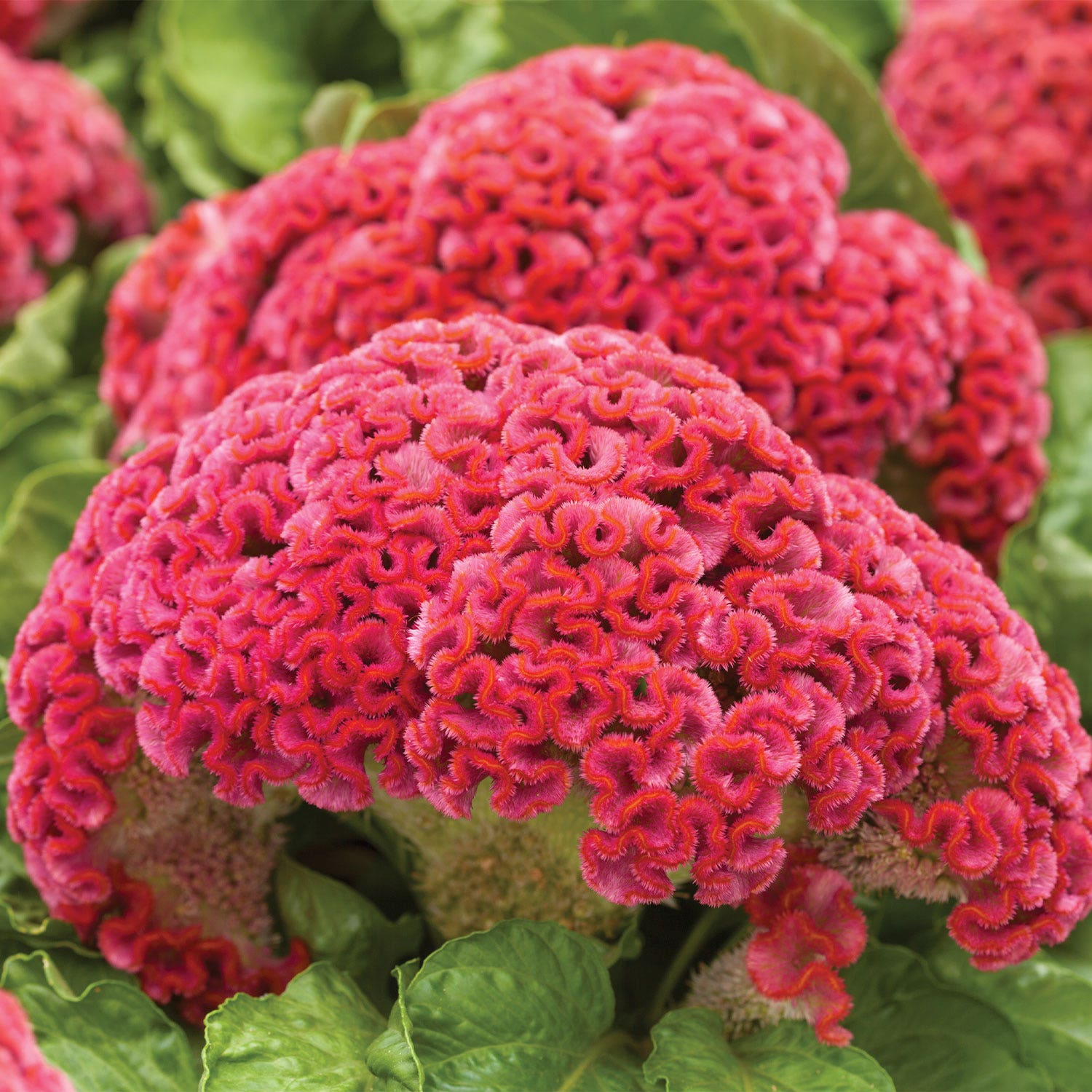 King Coral Celosia Seeds &amp;amp; Plants