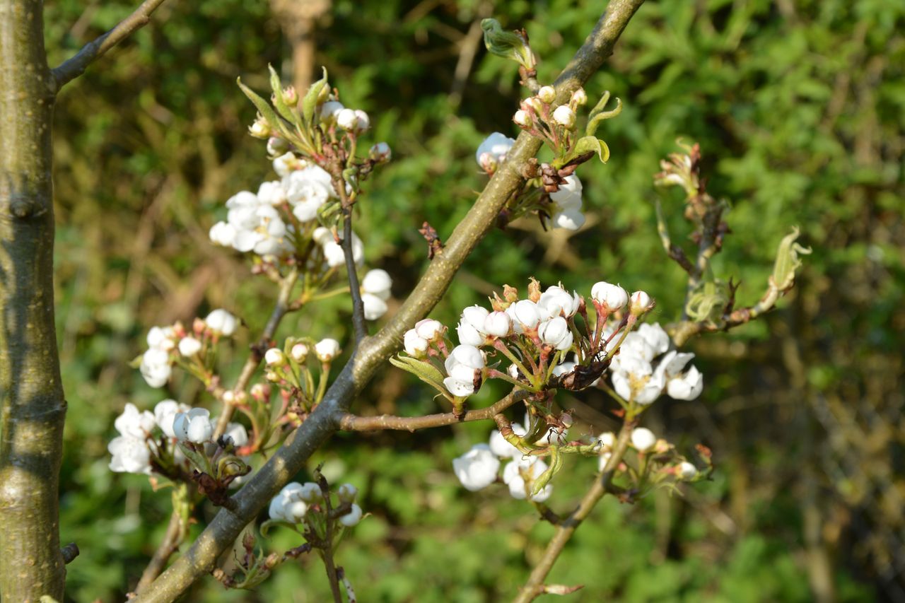 pear trees are perfect for planting as bare roots