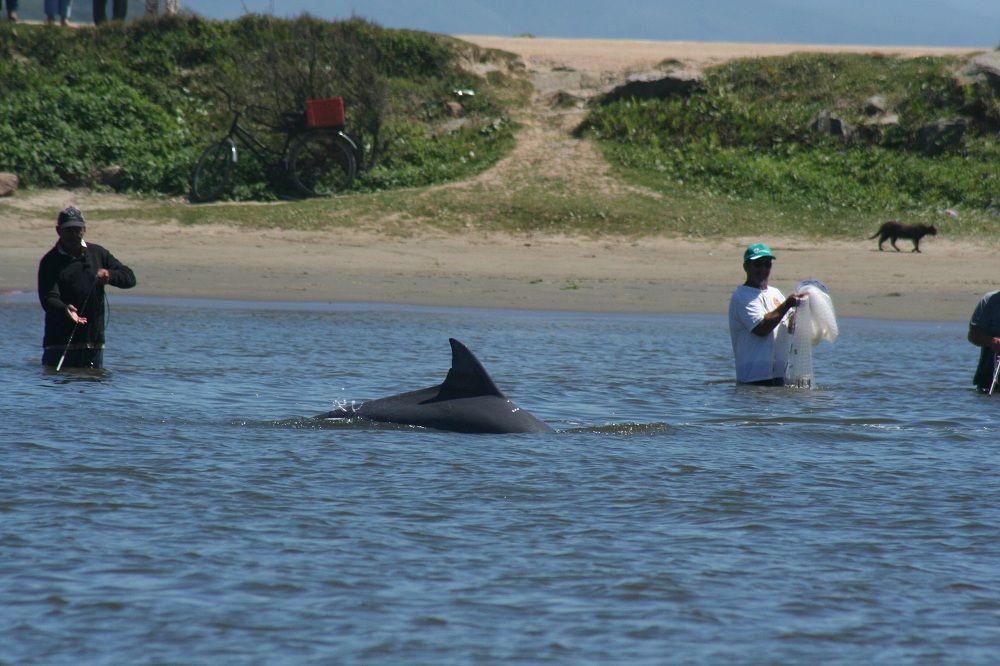 Brazilian fishermen and dolphins working together. 