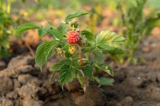 small raspberry plant