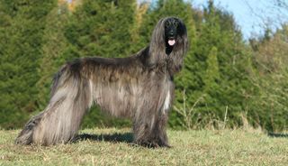 Afghan hound