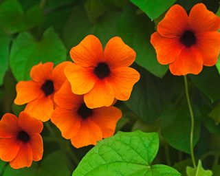Dramatic orange flowers of black eyed Susan