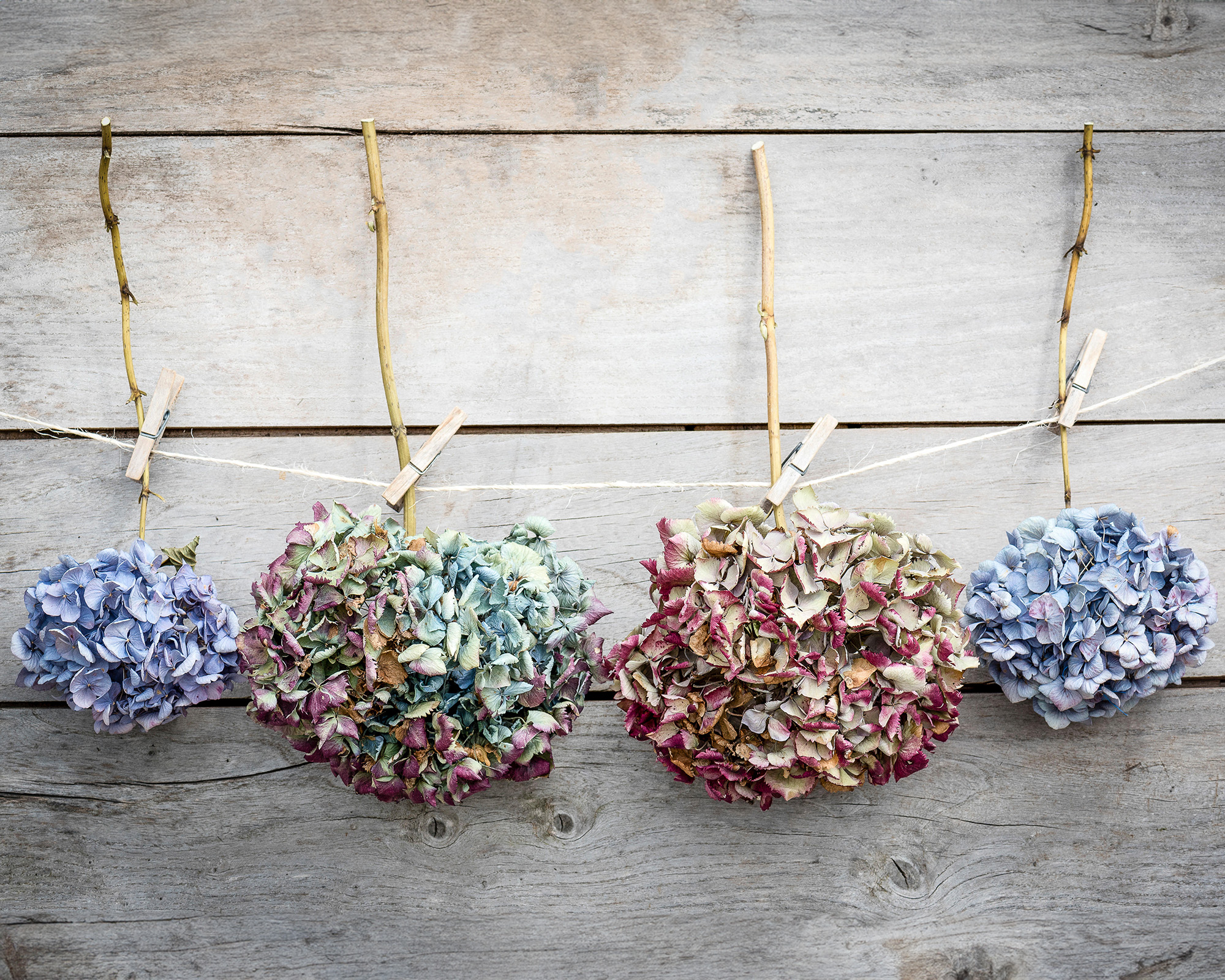 Hydrangea flowers air-drying, hanging against wooden wall