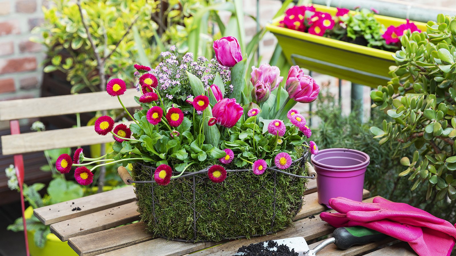 Spring flowers in container