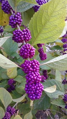 American Beautyberry Shrubs With Bright Purple Berries