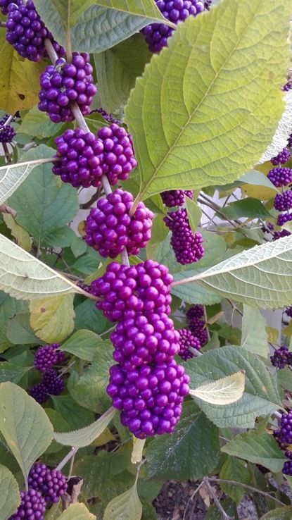 American Beautyberry Shrubs With Bright Purple Berries