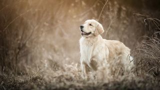 Golden retriever