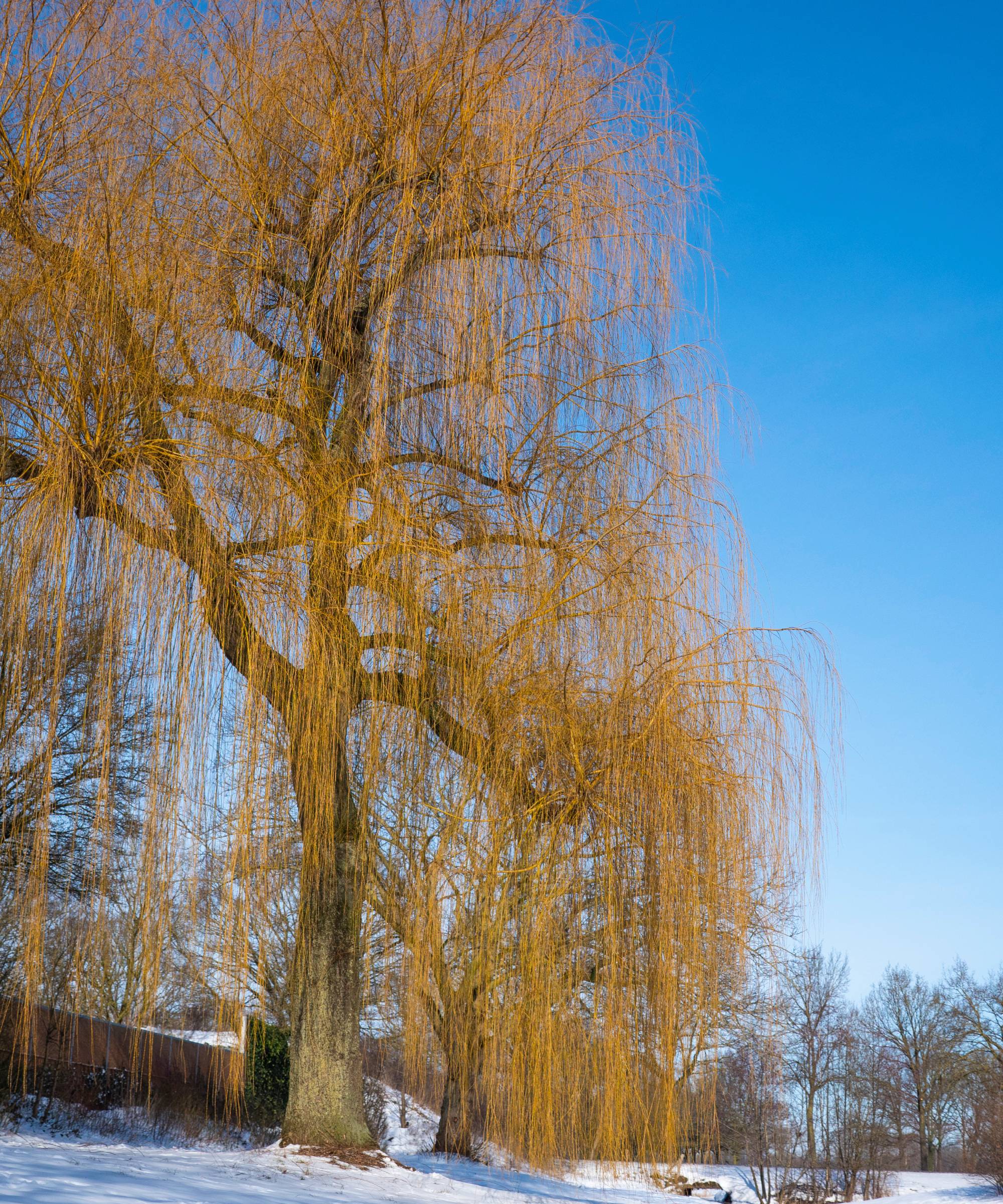 Weeping willow tree in snow in winter