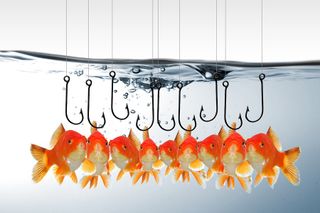 Some goldfish being lured by fishing hooks