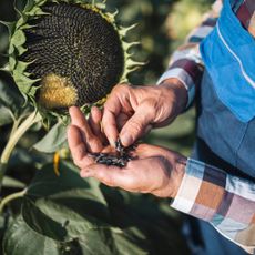 Gardener collecting and saving seeds from sunflower