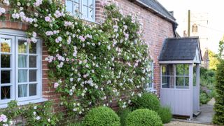 picture of a climbing roses on a cottage