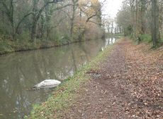 Pony-in-canal.jpg