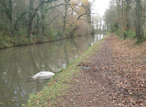 Pony-in-canal.jpg