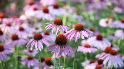 Flower bed of Purple Echinacea (coneflower)