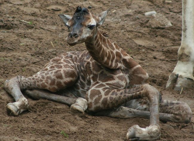 Baby Giraffe Photos | Belfast Zoo Giraffe Calf | Live Science