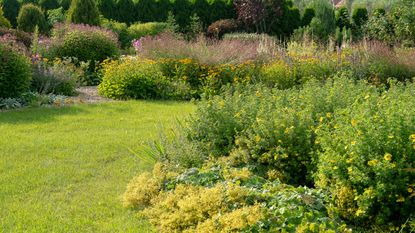 native shrubs flowering in late summer display