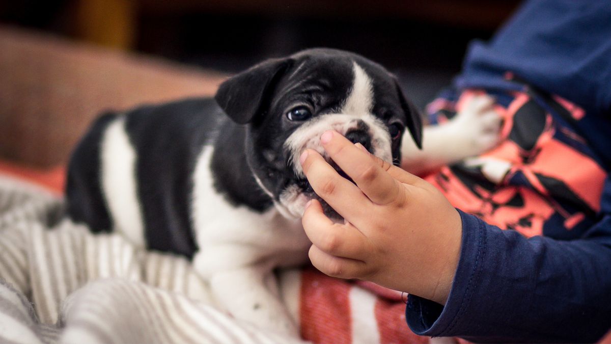 Teething puppy 