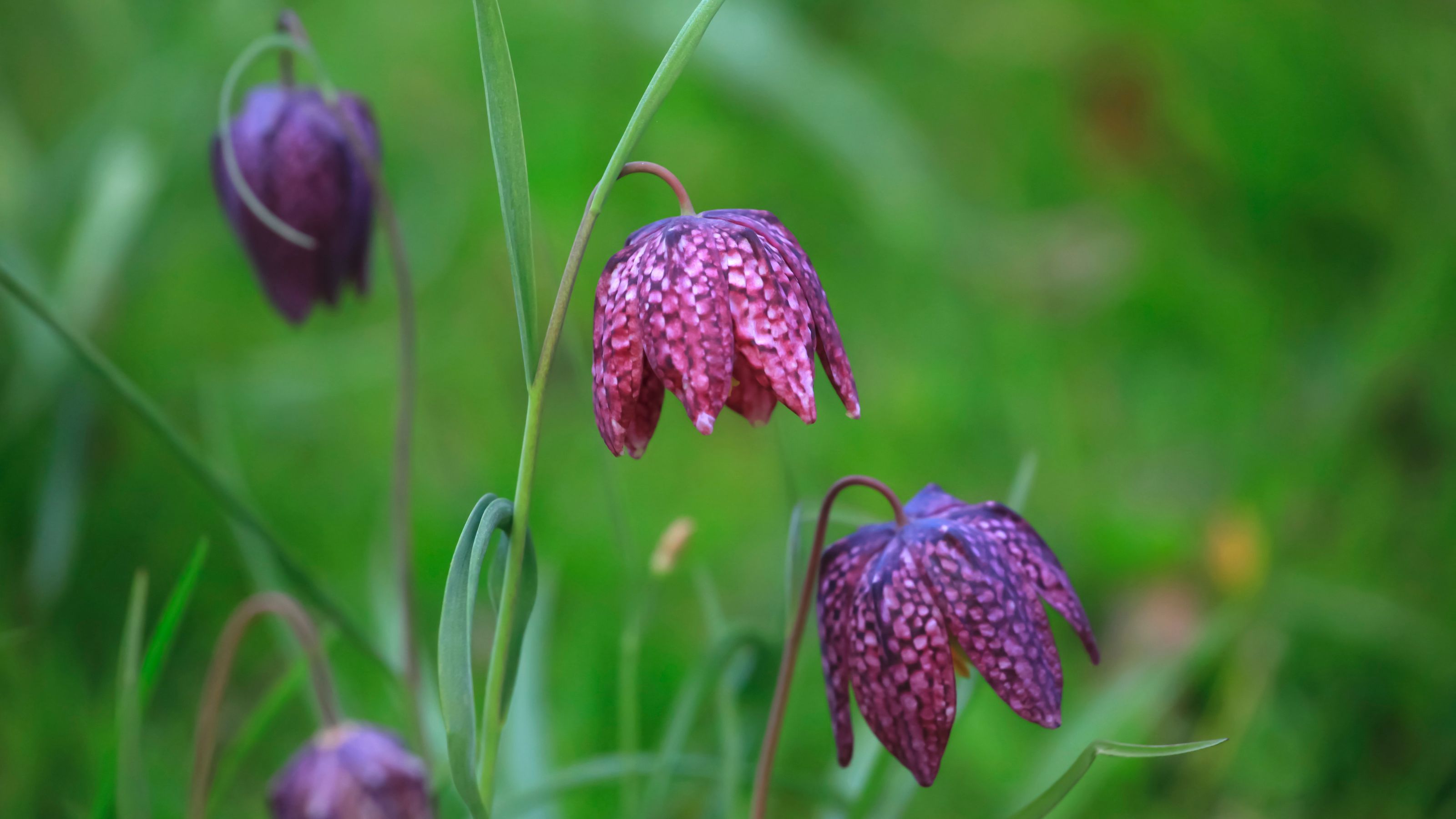 Fritillaria meleagris flowering in garden