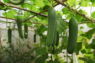 how to grow cucumbers: growing in a greenhouse