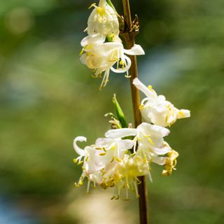 Close-up of blooming flower winter honeysuckle Lonicera fragrantissima (standishii), or January jasmine, Chinese honeysuckle