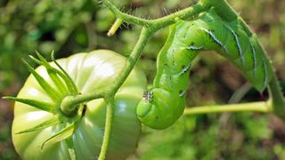 Hormworm eating a green tomato