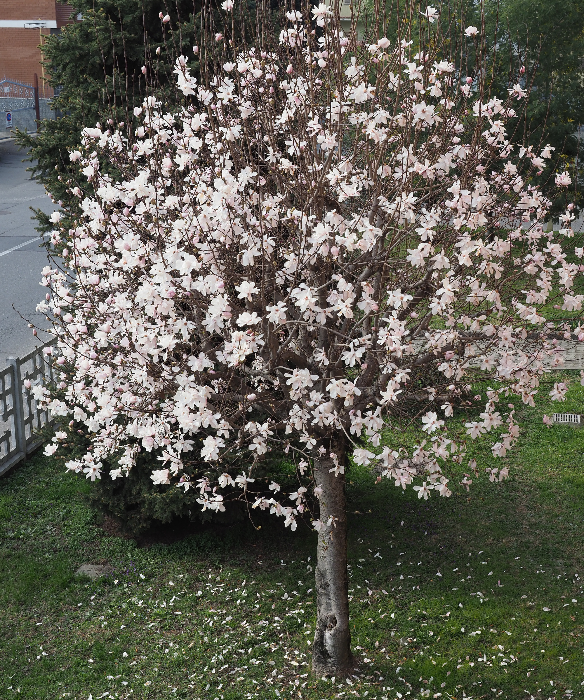 close up of Sweetbay magnolia tree in bloom