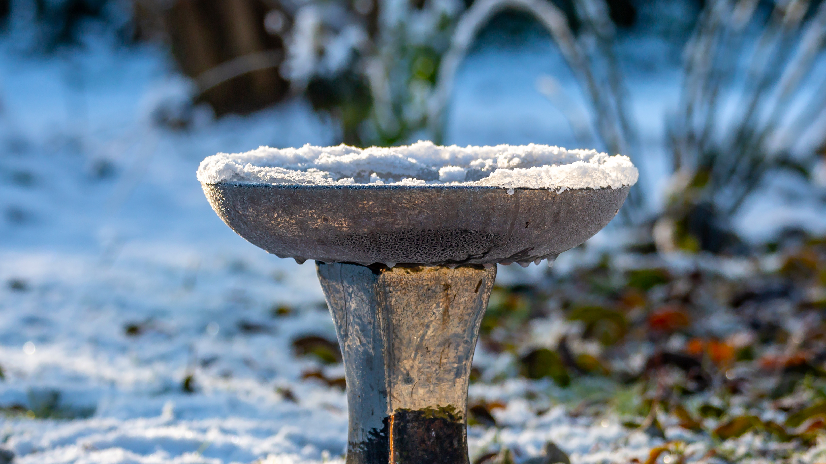 A frozen bird bath