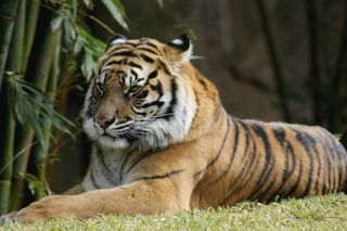 Bengal Tiger - A wild yet gorgeous animal - Dreamstime