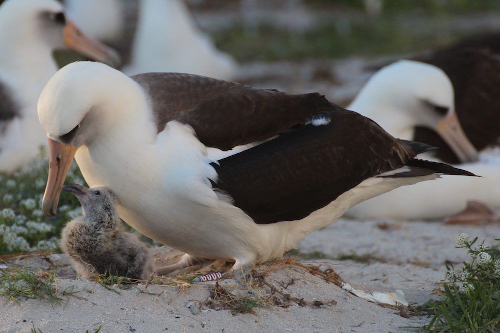 Wisdom the Albatross with her chick