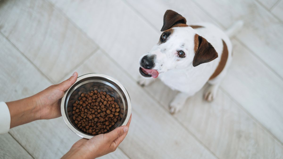 Jack Russell Terrier licking lips looking at bowl of dry dog food