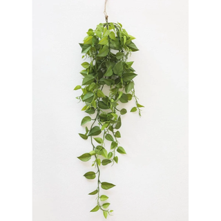hanging pothos plant