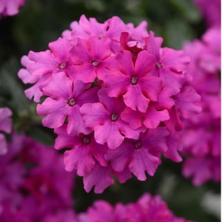 EnduraScape™ Magenta Verbena peruviana