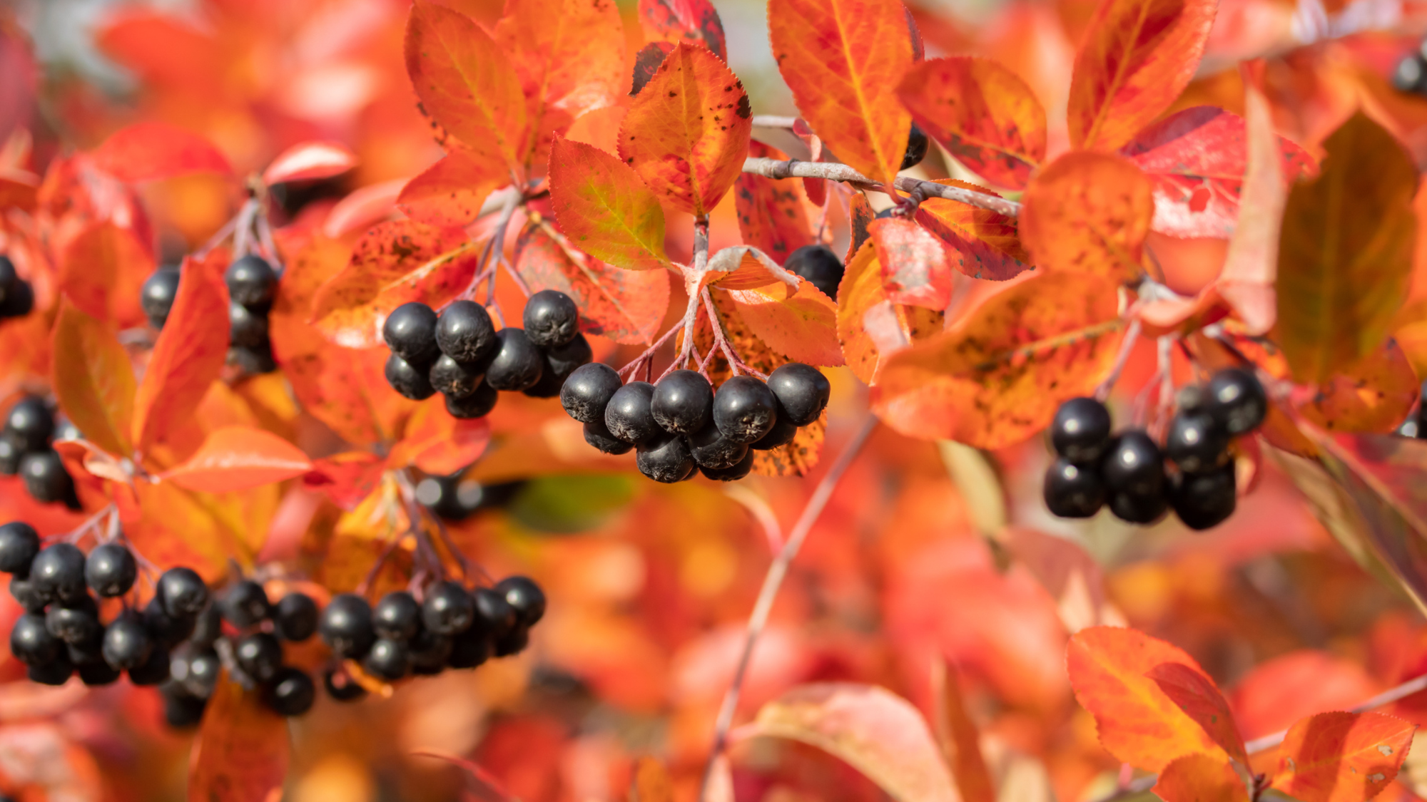 Branches with black berries and red leaves of chokeberry in autumn.
