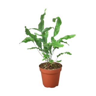 A fern plant in a brown pot
