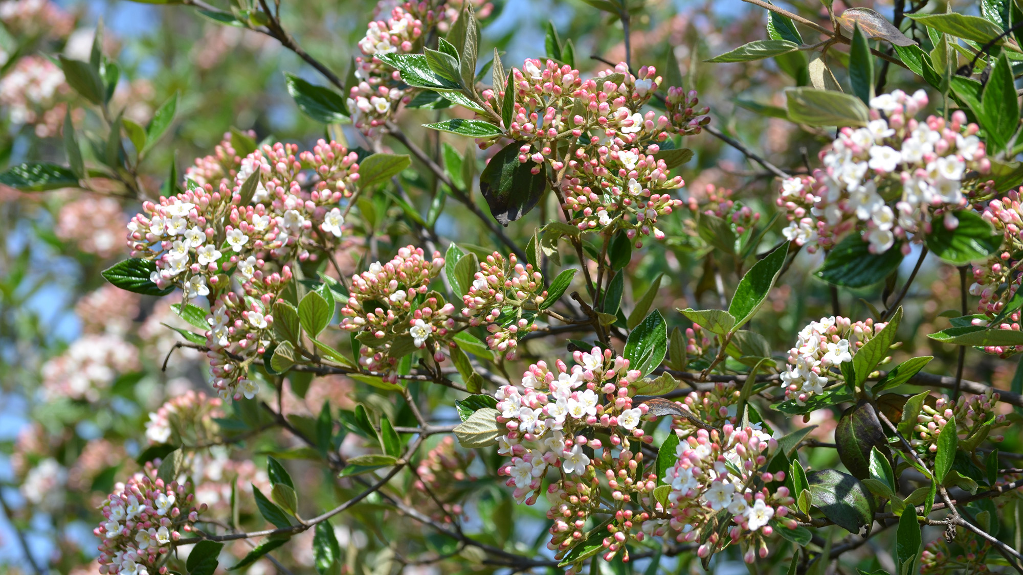 Korean Spice Viburnum