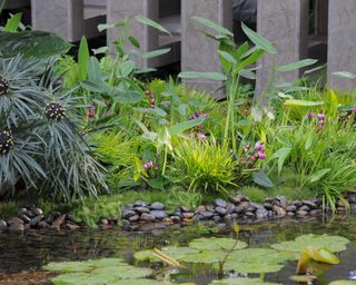 Chelsea Flower Show 2011: Tourism Malaysia Garden, Gold winner. Designer: David Cubero & James Wong, show garden, water feature, with sunken pavilion is surrounded by water. Tropical waterlilies (Nymphaea nouchali) fill the pools with a border of grasses, plants and pebbles