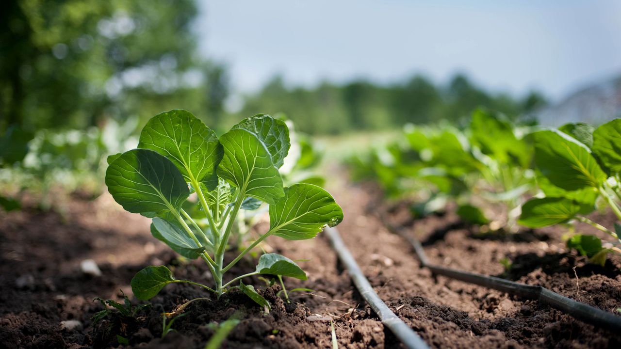 Rocket leaves