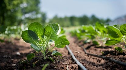 Rocket leaves