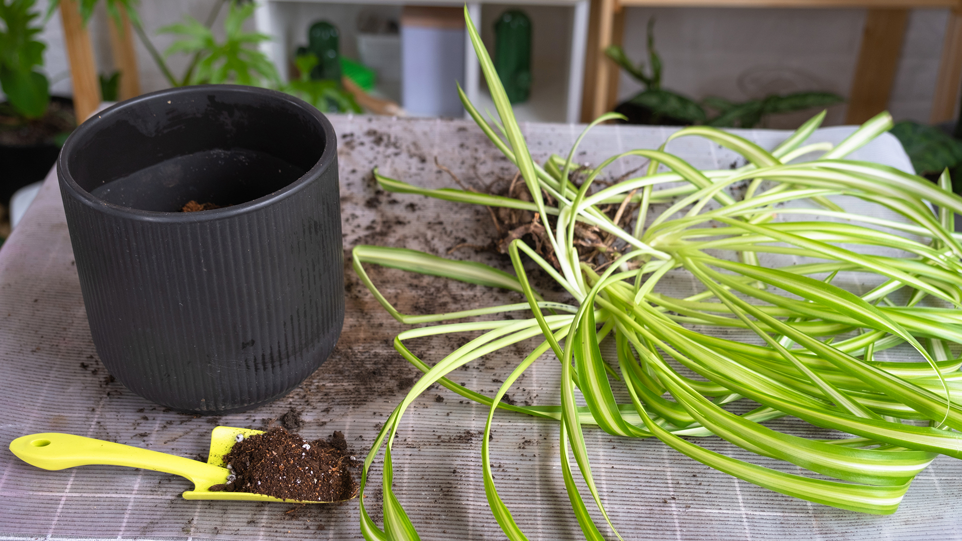 Repotting a spider plant