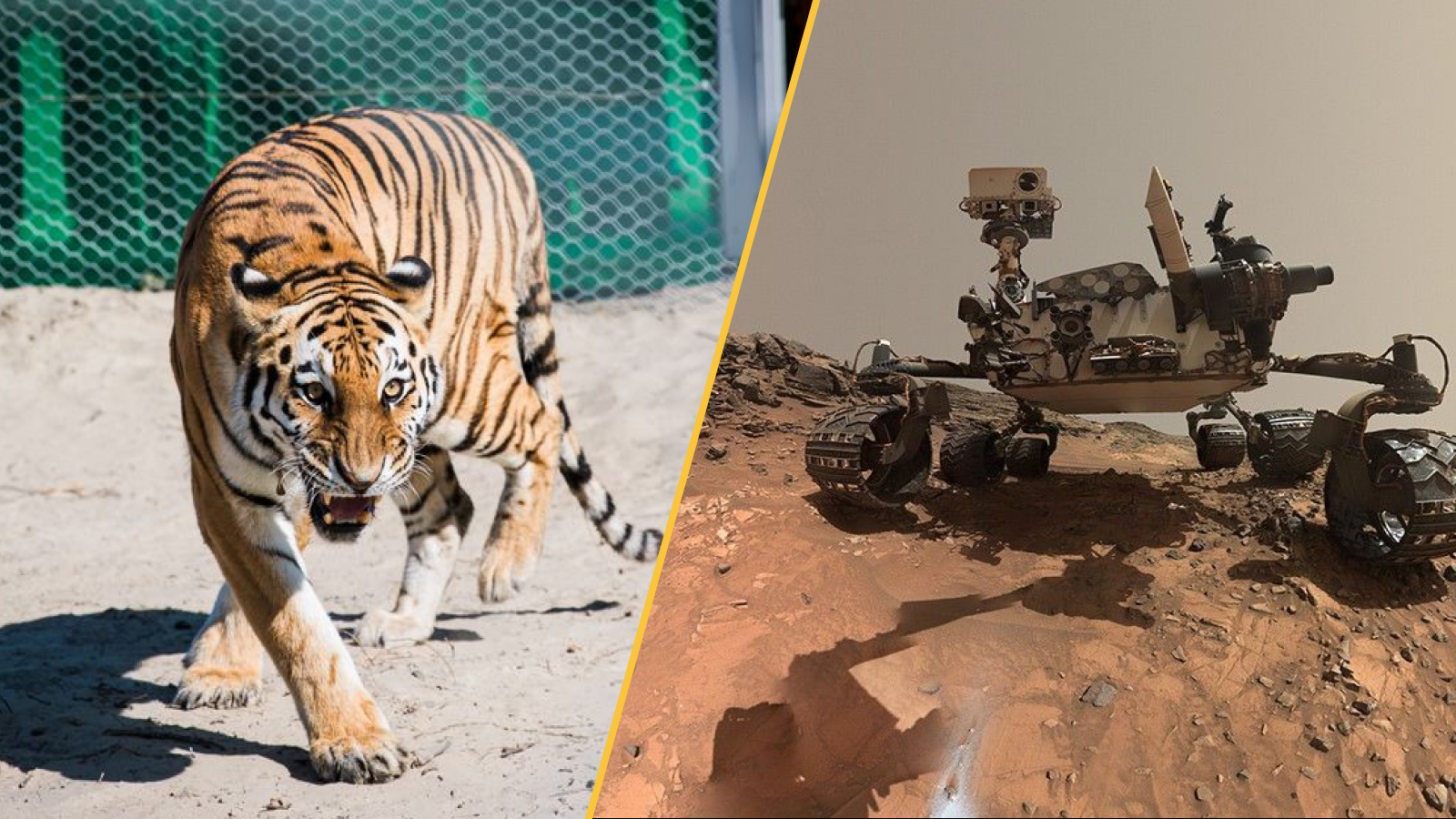 An Amur tiger in Kazakhstan and the Curiosity rover on Mars.