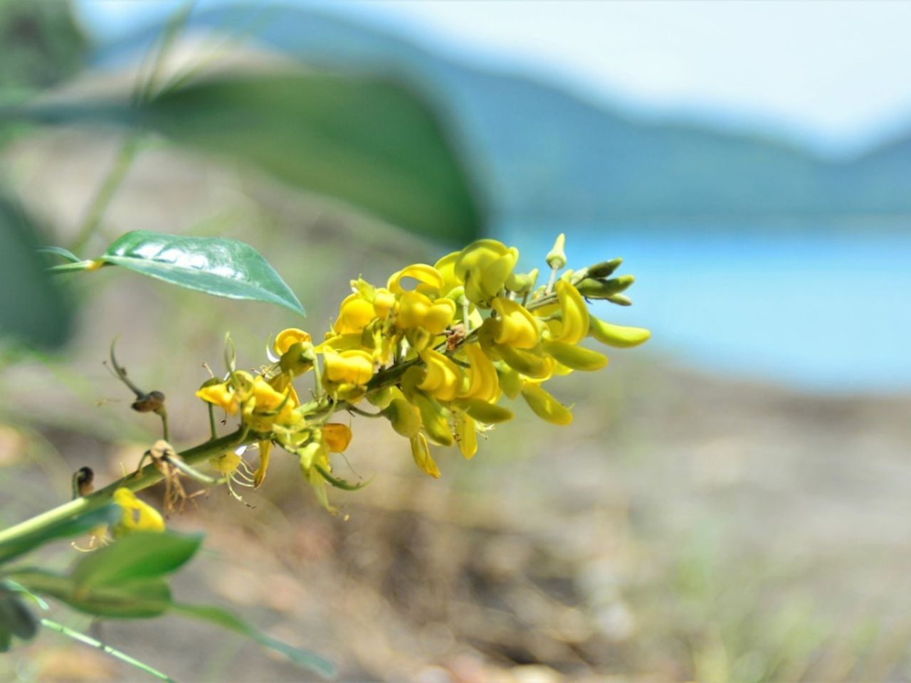 Yellow Necklace Pod Plant