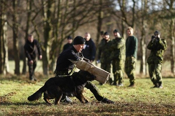 The team works with a dog as part of its camp.
